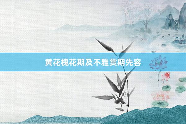 黄花槐花期及不雅赏期先容